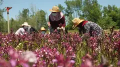 Salep Hasadı Başladı: 1 Dönümden 2,5 Milyon TL Kazanç! - Haber İnternette - Son Dakika İnternet Haberleri